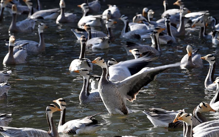 Bar-headed geese spend winter in SW China's Lhasa river valley