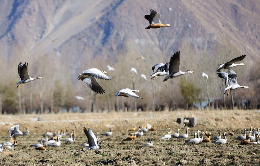 Bar-headed geese spend winter in SW China's Lhasa river valley