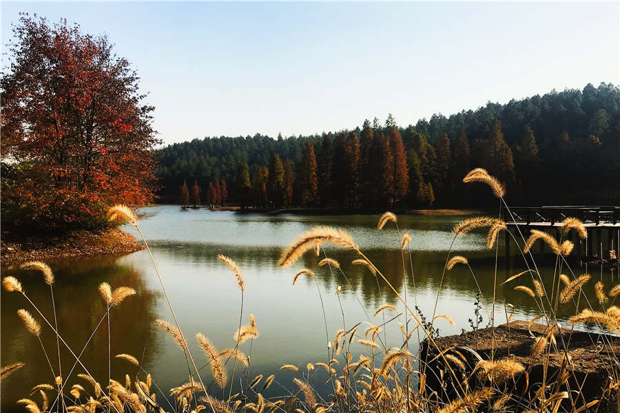 Pond cypresses in an E China's reservoir