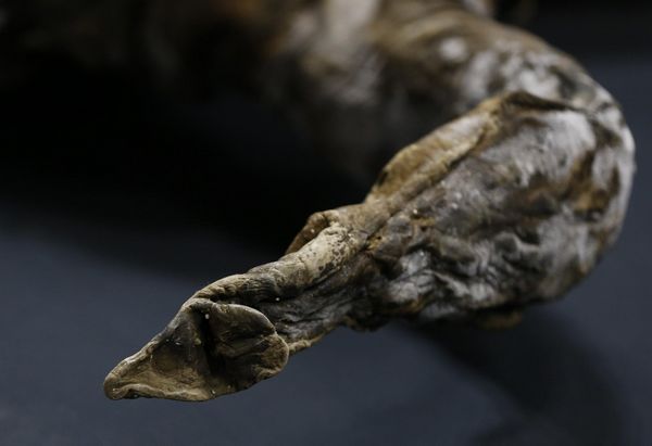 39,000-year-old mammoth found frozen in Siberia