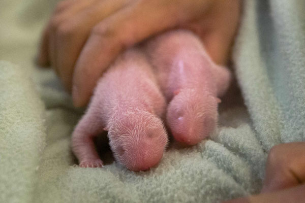 Atlanta zoo's surprise panda twins