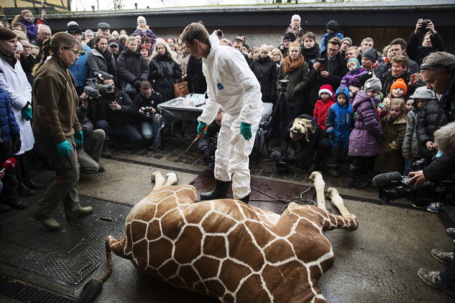 Giraffe shot and dismembered in Copenhagen Zoo