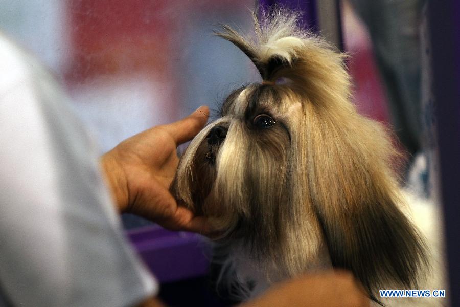 Dog and Cat Expo held in the Philippines