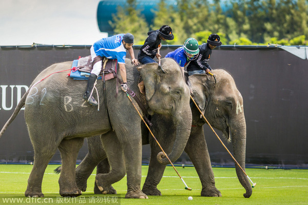 Annual elephant polo tournament kicks off in Thailand