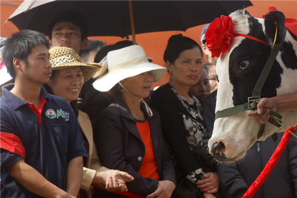 Miss Milk Cow beauty contest in Vietnam