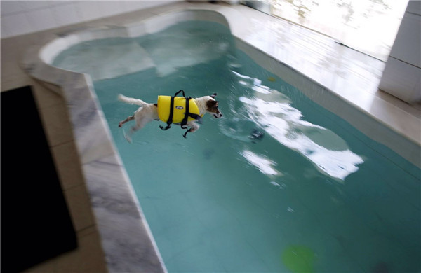 Dog Resort in Sao Paulo