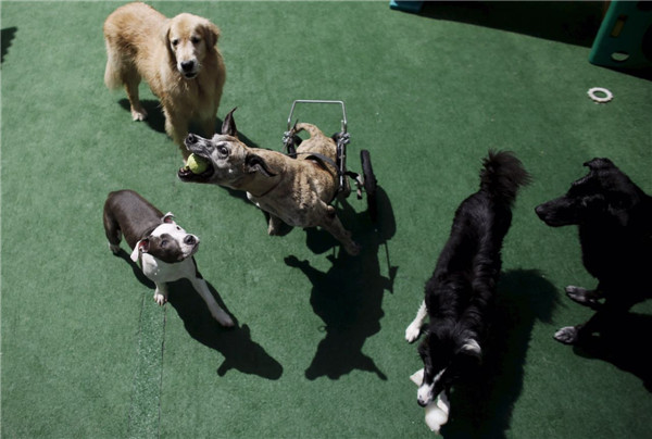 Dog Resort in Sao Paulo