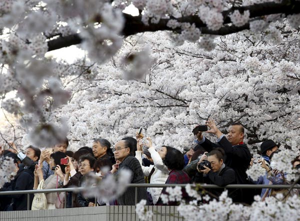 Chinese tourists flock to Japan during cherry blossom season