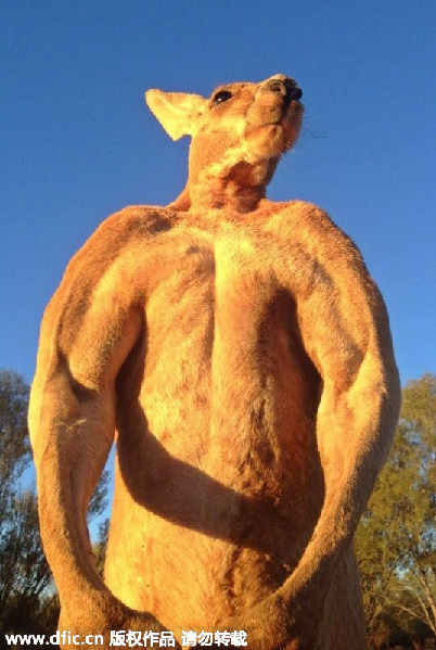 Unusual but true: Meet Roger, kangaroo superstar