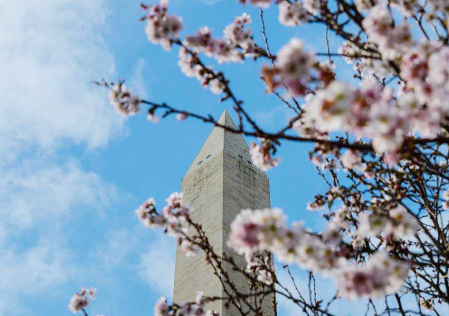 Washington's cherry trees bloom in heat wave