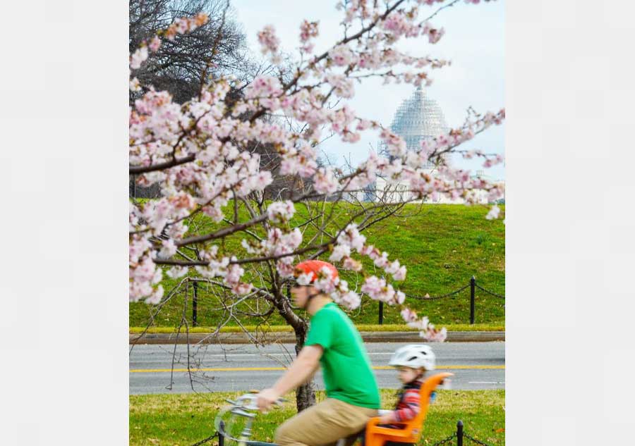 Washington's cherry trees bloom in heat wave