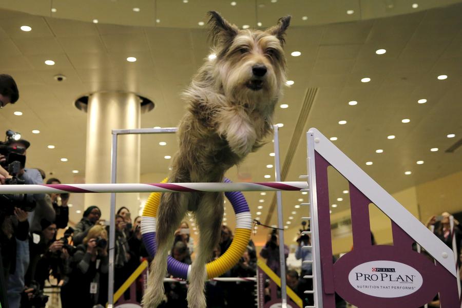 Seven new breeds added to Westminster dog show