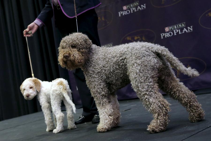 Seven new breeds added to Westminster dog show