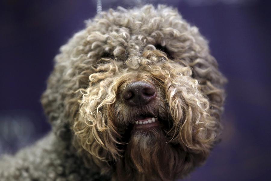 Seven new breeds added to Westminster dog show