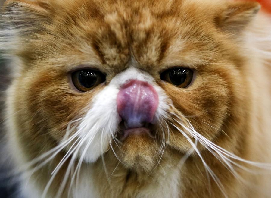 Moscow shows off its best felines at cat show