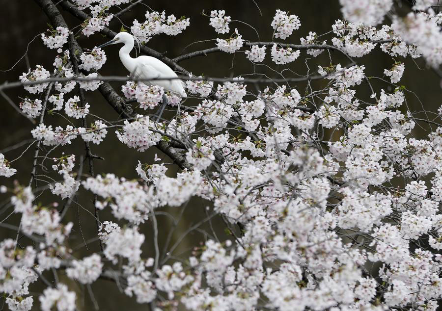 Cherry blossoms in full bloom in Japan