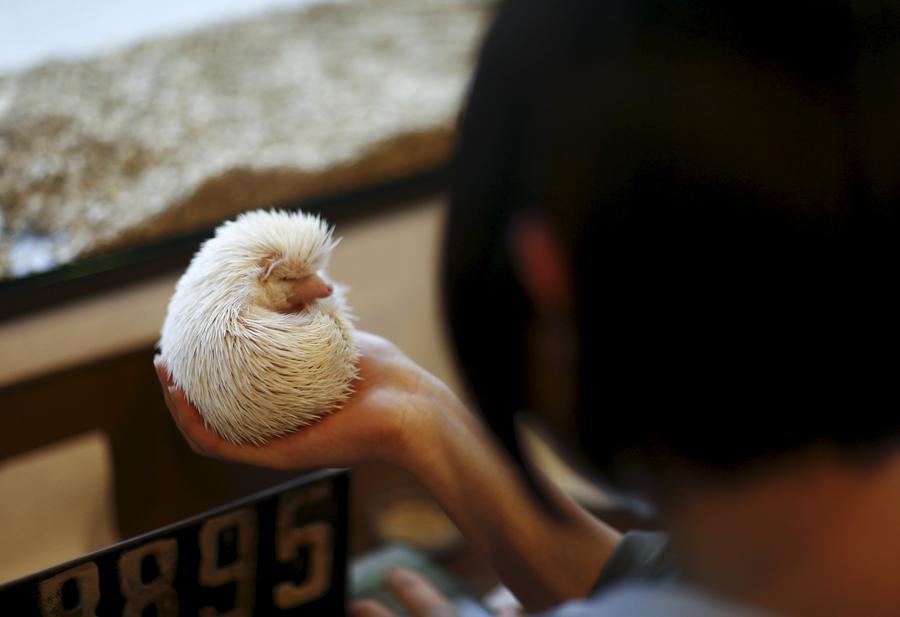 Japanese line up to cuddle hedgehogs - carefully