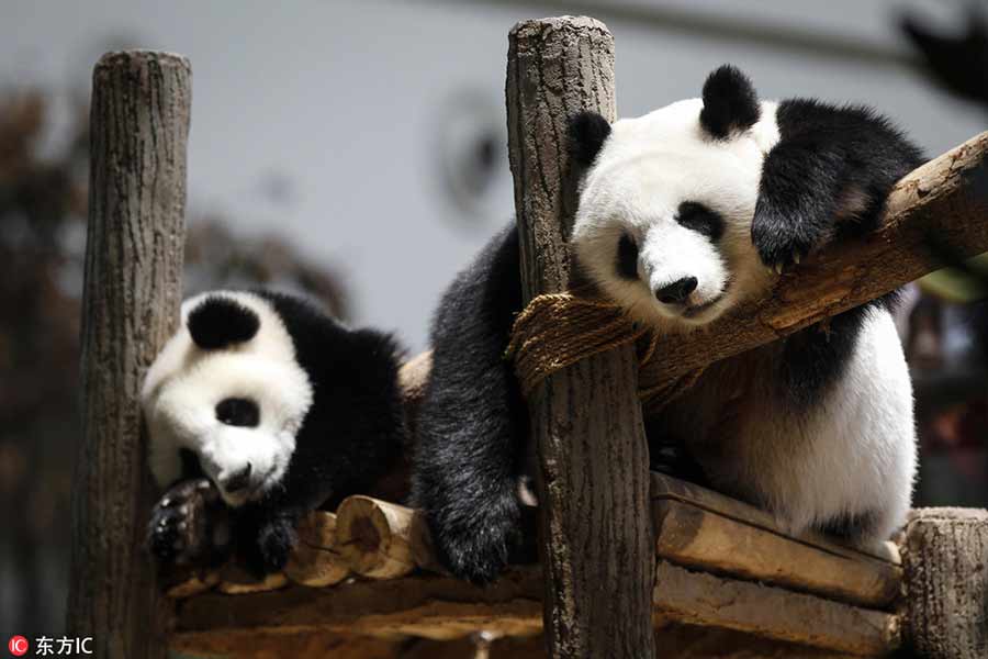 Panda family celebrate birthday in Malaysia