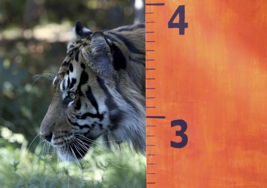 London Zoo's animals have annual weigh in