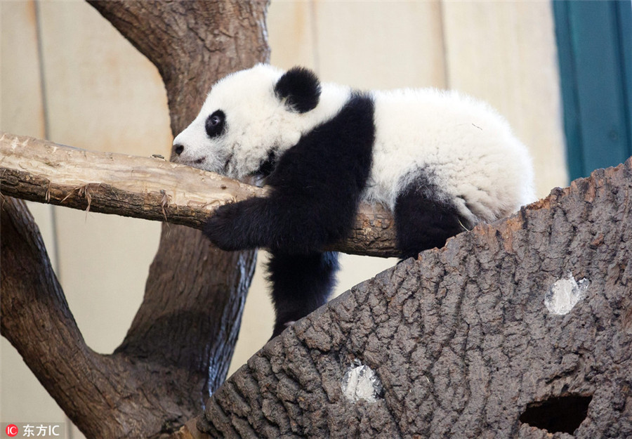 Giant panda twin cubs learning to climb in Vienna