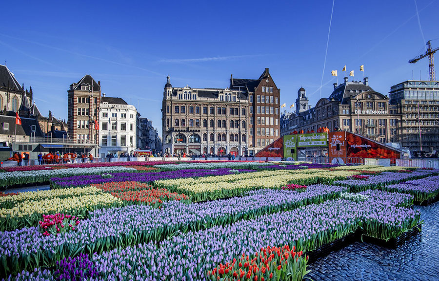 Amsterdam transforms into a tulip ocean on National Tulip Day