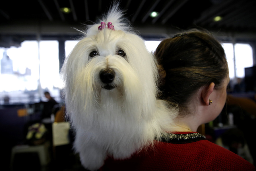 Top dogs vie for blue ribbon at New York show