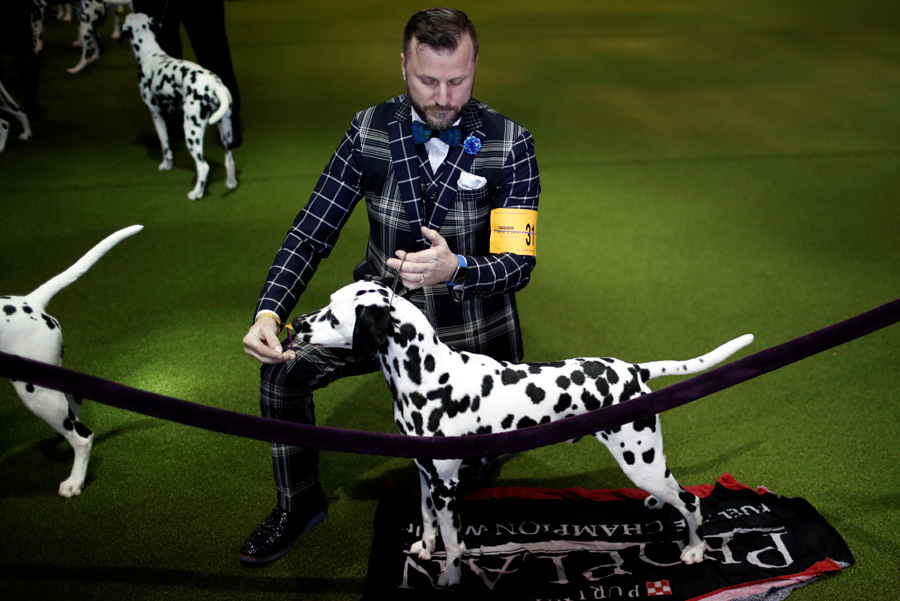 Top dogs vie for blue ribbon at New York show