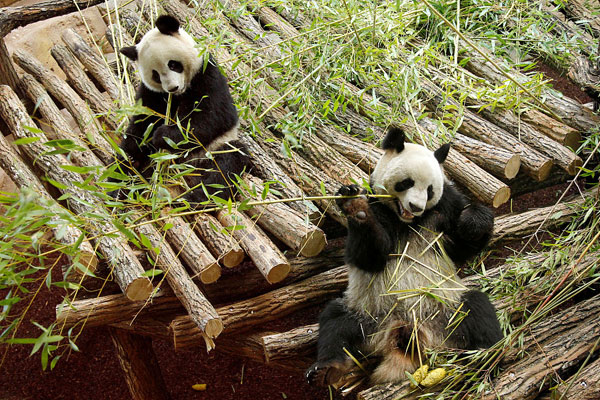 Special delivery - Panda mama in France expecting twins any day