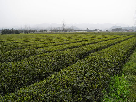 湖南茶園初春時節采茶忙